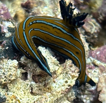 The Dive Gurus-拉巴斯必去景点