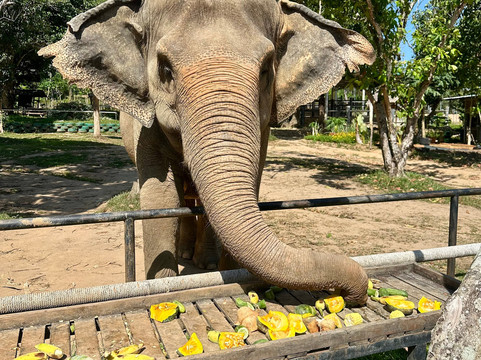 Phuket Elephant Nature Reserve-他朗必去景点
