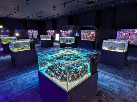 Dmm Kariyushi Aquarium-丰见城市必去景点