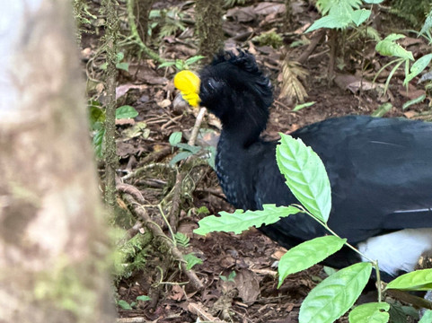 Rio Celeste Blue Adventures-Tenorio Volcano National Park必去景点