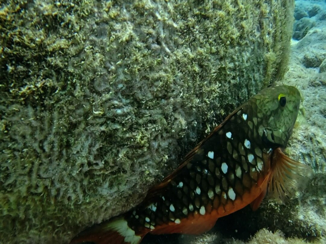 Buck Island Reef National Monument-圣克鲁斯必去景点