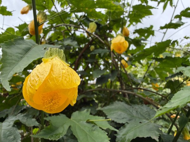 尤卡印加波萨达斯索尼斯塔酒店-官方