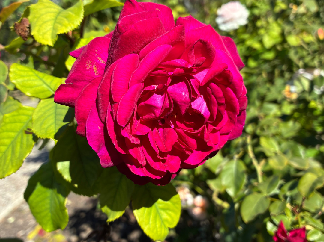 植物园-阿德莱德必去景点