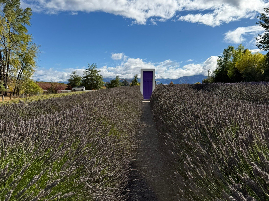 瓦纳卡薰衣草农场-瓦纳卡必去景点