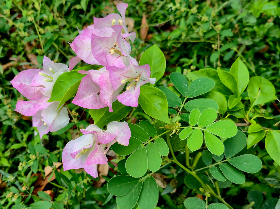 Tsukán Santuario de Vida-Piste必去景点