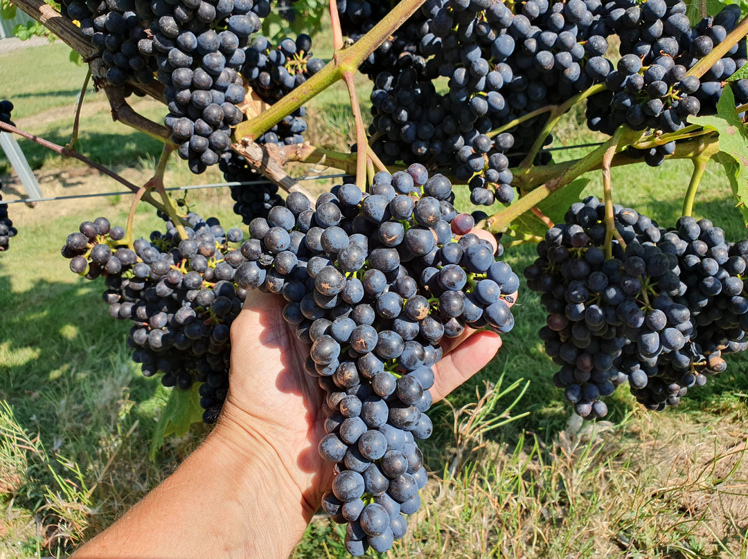 Warehorne Vineyard-阿什福德必去景点
