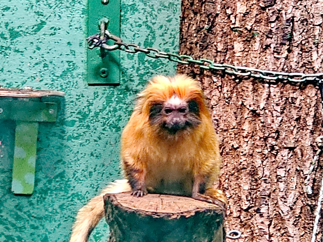 Korkeasaari Zoo-赫尔辛基必去景点