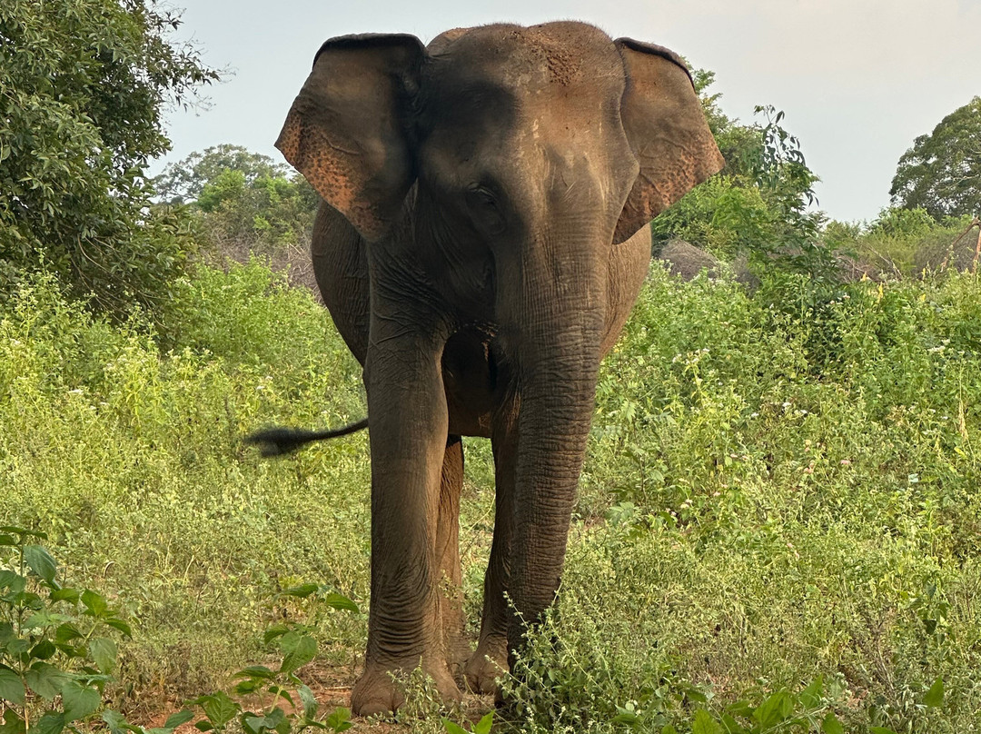 Sri Lankan Safest Driver-Padukka必去景点