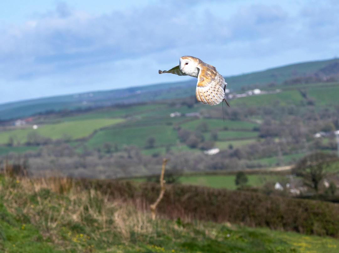 The British Bird of Prey Centre-喀麦登必去景点