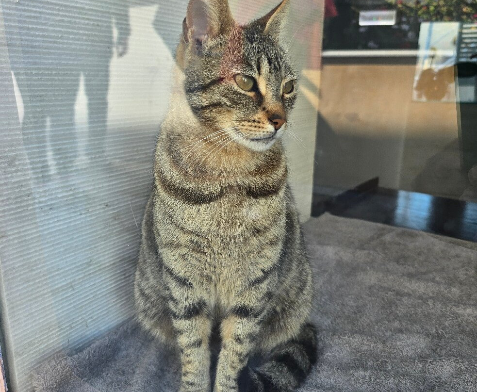 Santo Luxury Escape-Emporio必去景点