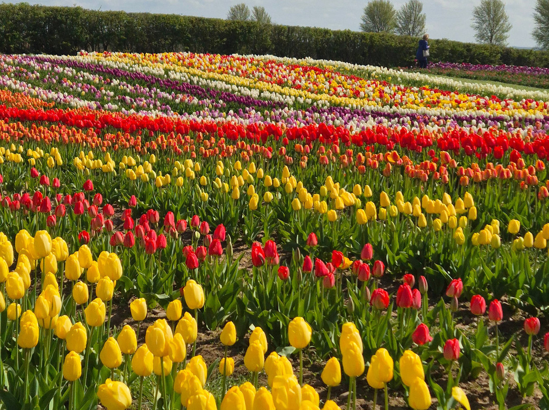 Tulleys Tulip Garden - Warwickshire-沃里克必去景点