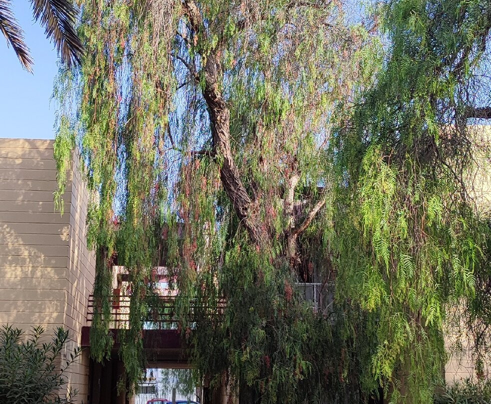 巴利亚唐佩德罗俱乐部酒店主图