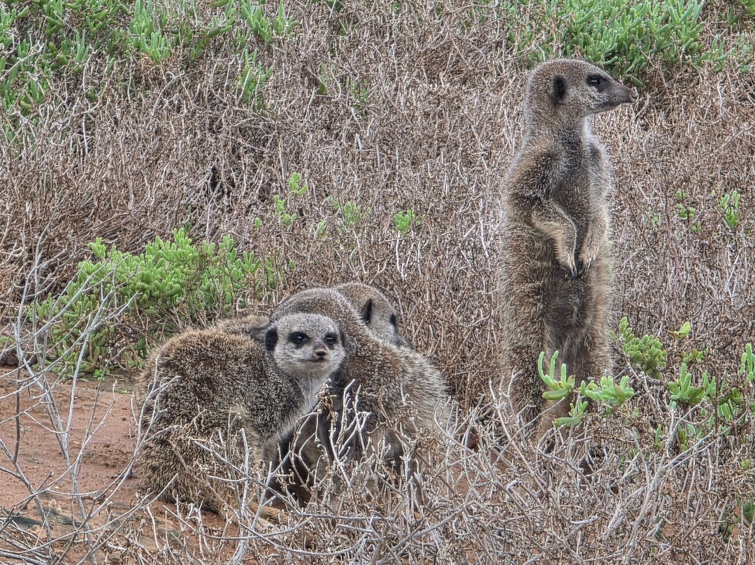 Five Shy Meerkats, Meerkat Adventure-奥兹洪必去景点