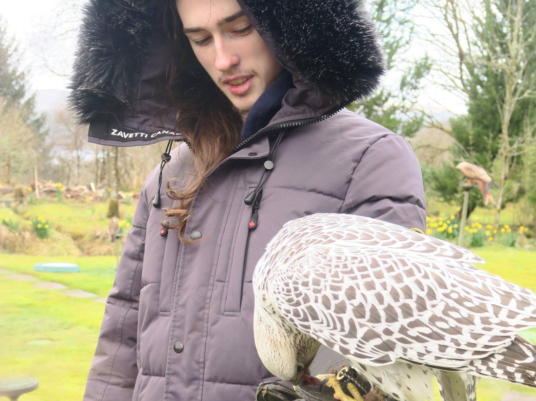 Kintail Birds of Prey Argyll-Dalmally必去景点