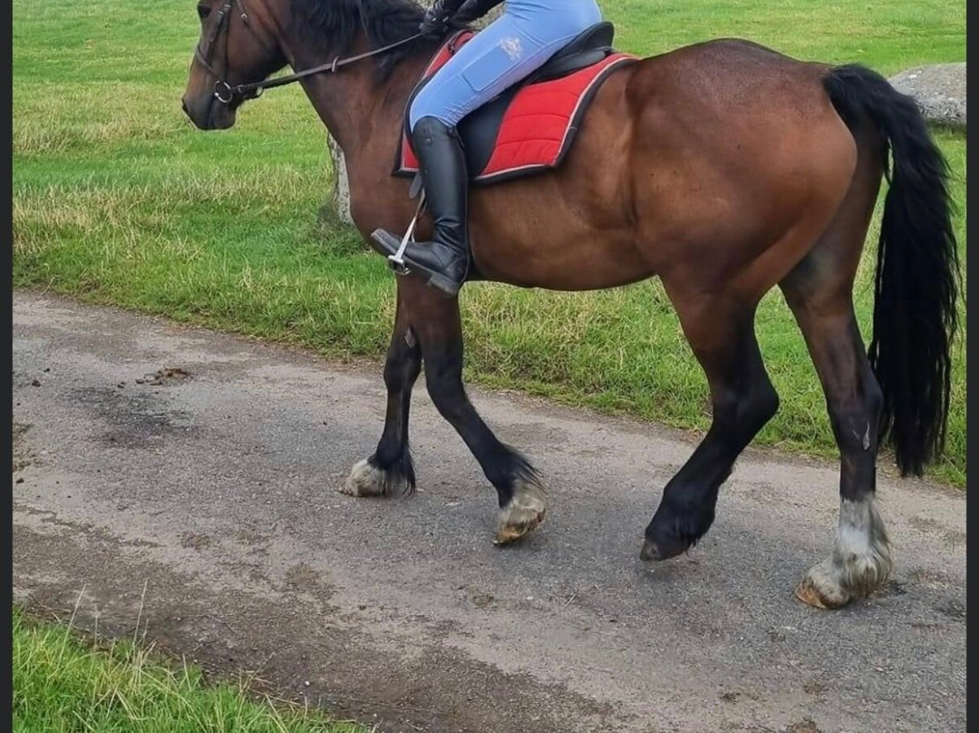 Bank House Equestrian - Private Rides-彭里斯必去景点