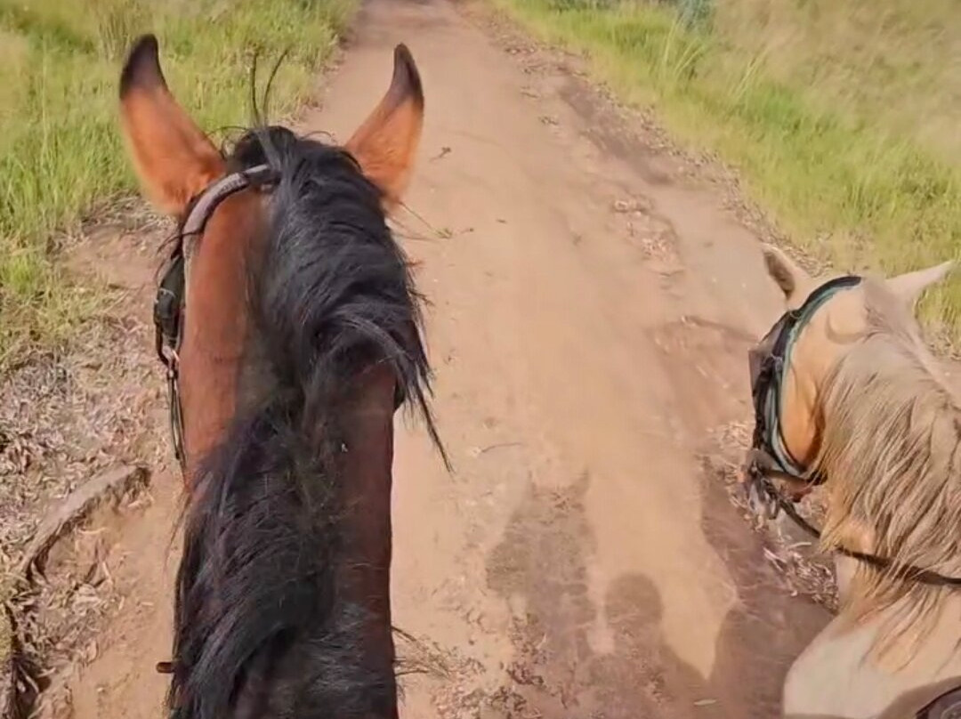 The Joburg Squirrel-约翰内斯堡必去景点