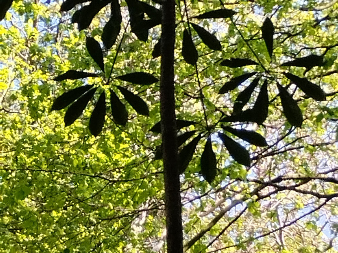 Jungle Garden-Eu必去景点
