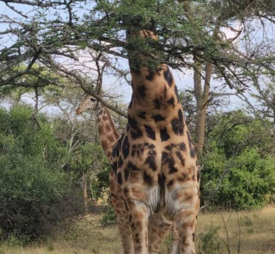 Uzuri Uganda Safaris-坎帕拉必去景点