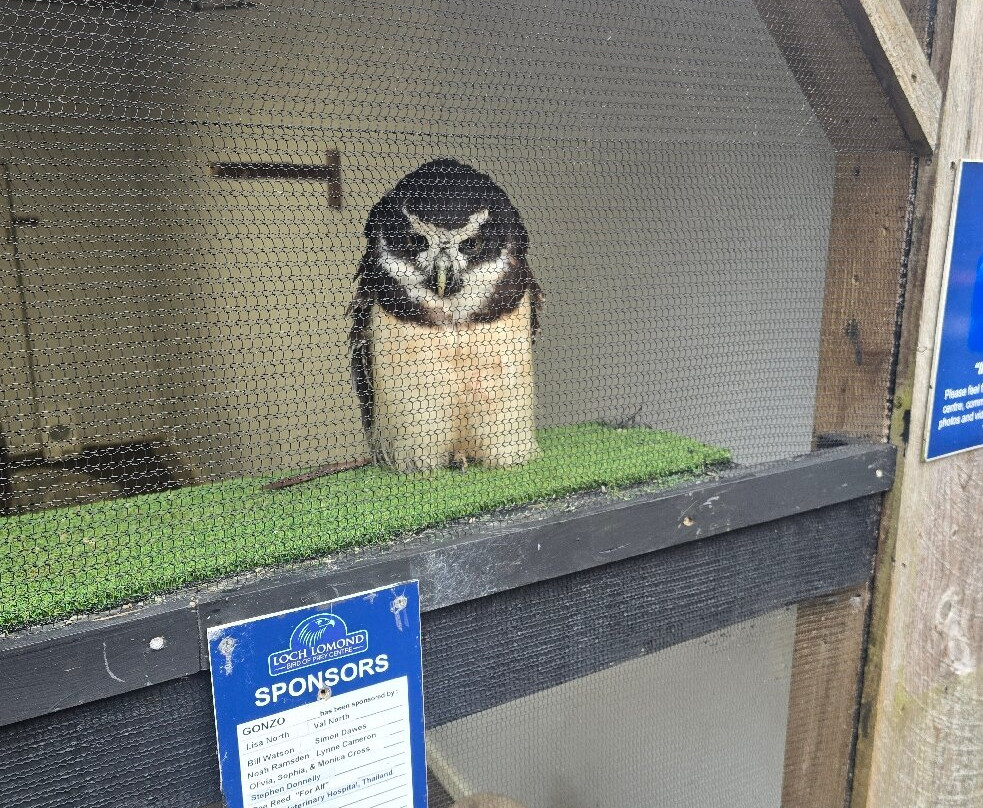 Loch Lomond Bird Of Prey Centre-Balloch必去景点