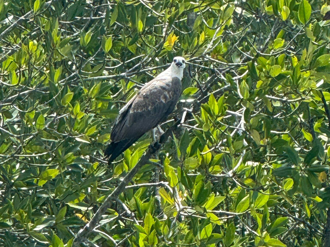 Russian Guide in Langkawi-兰卡威必去景点