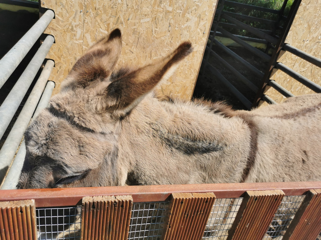 Ktíma - Zoo Park Polyzogópoulou-Amaliada必去景点
