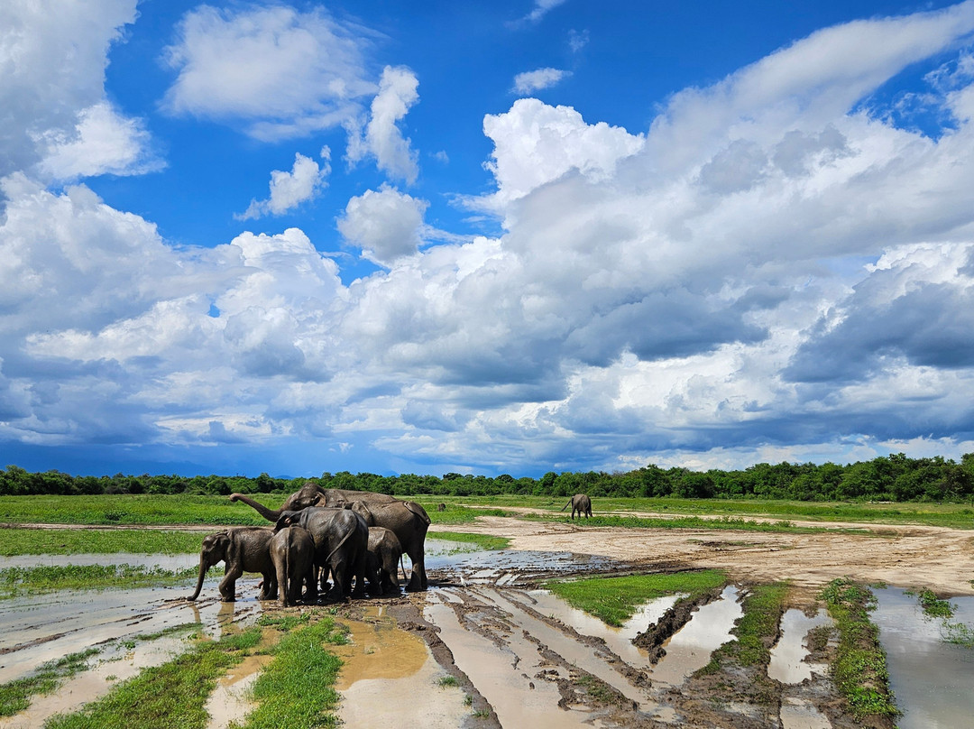 Udawalawe Safari Kingdom-乌达瓦拉瓦必去景点
