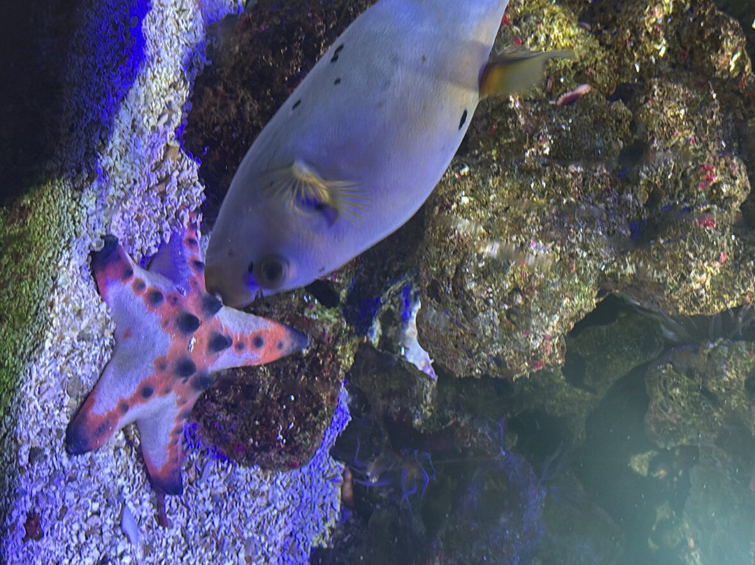 Ubatuba Aquarium-乌巴图巴必去景点