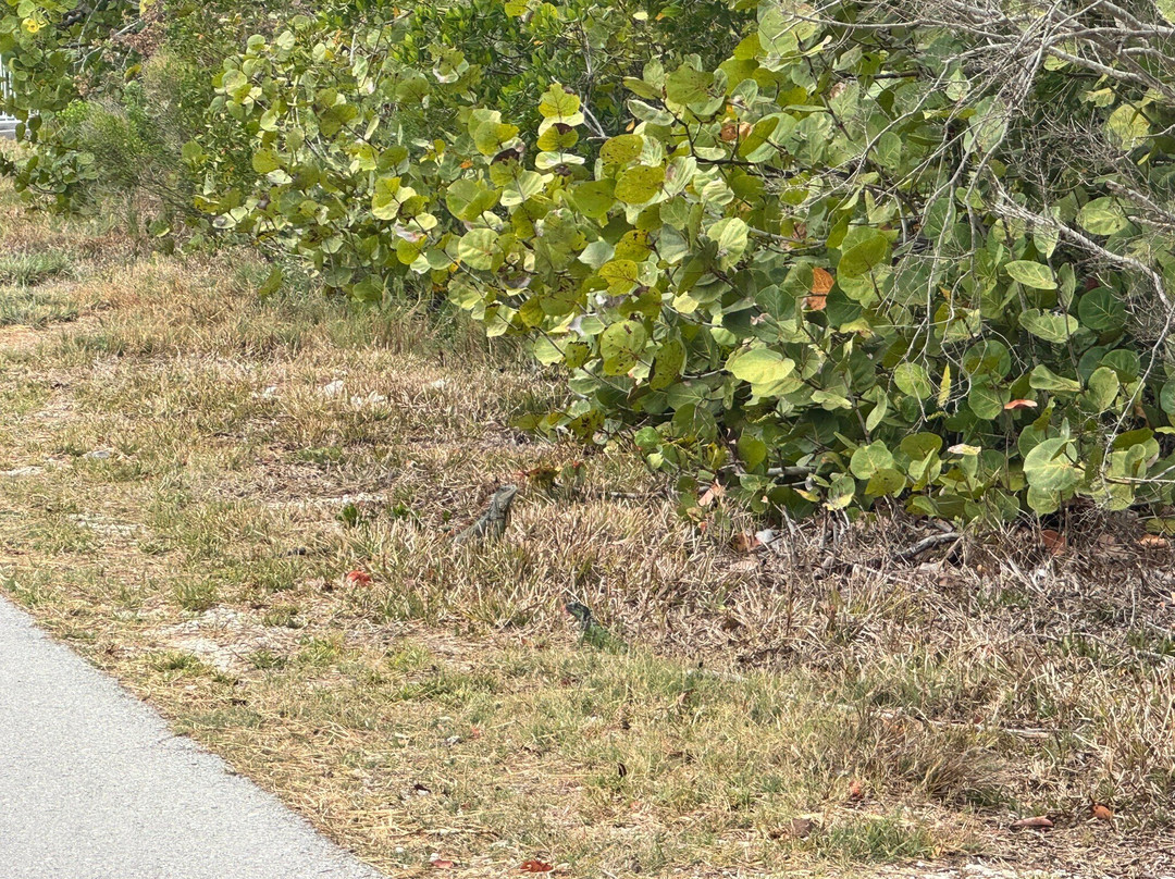 J.N. "Ding" Darling National Wildlife Refuge-萨尼贝尔岛必去景点