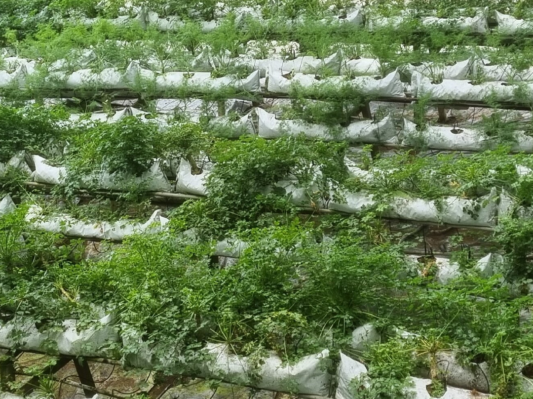 Healthy Strawberry Farm-丹那拉塔必去景点