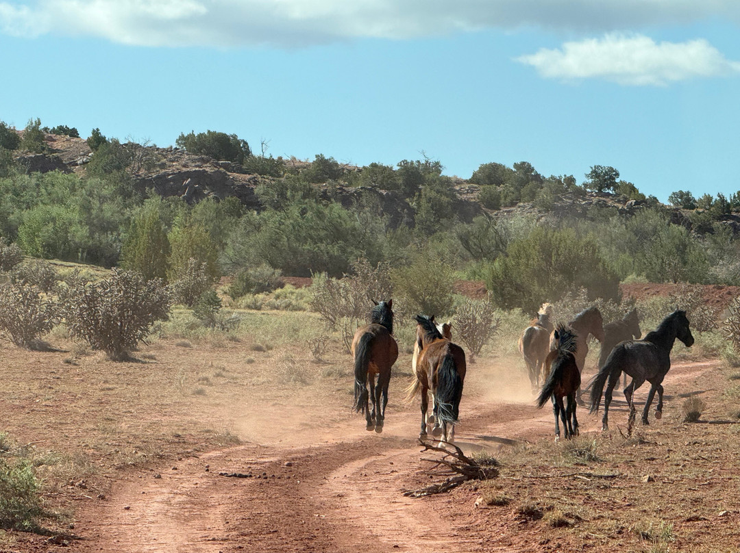 New Mexico Jeep Tours-阿尔伯克基必去景点