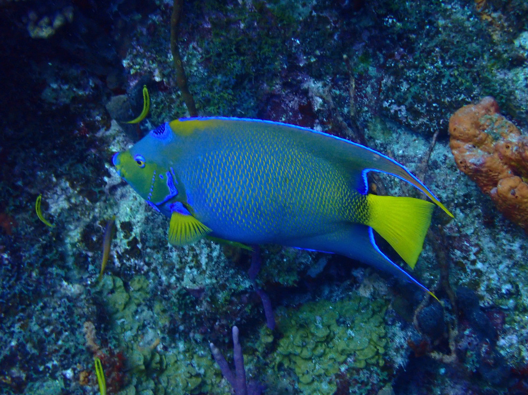 Blue Odyssey Diving-Marigot必去景点