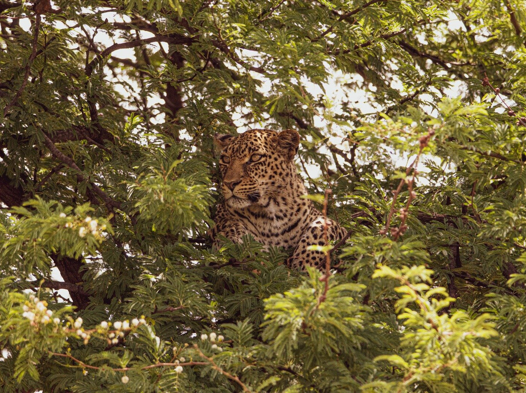 Regal African Safaris-Usa River必去景点