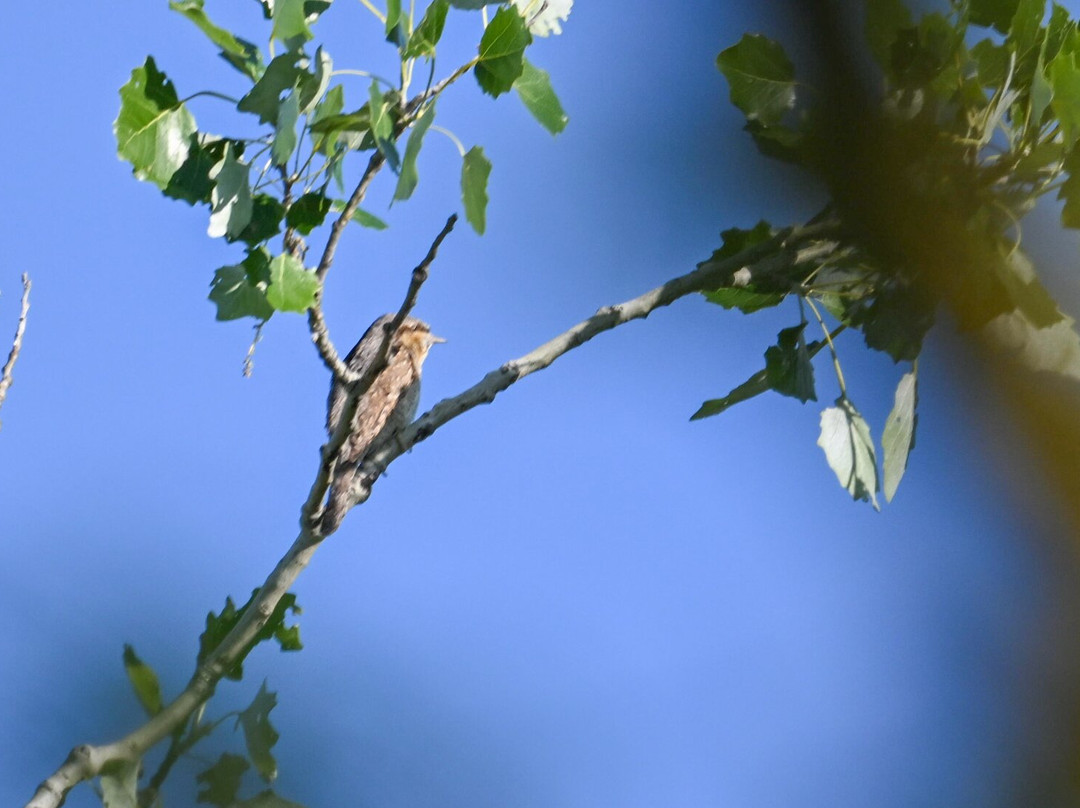 Wings of Hungary - birding and nature tours-凯奇凯梅特必去景点