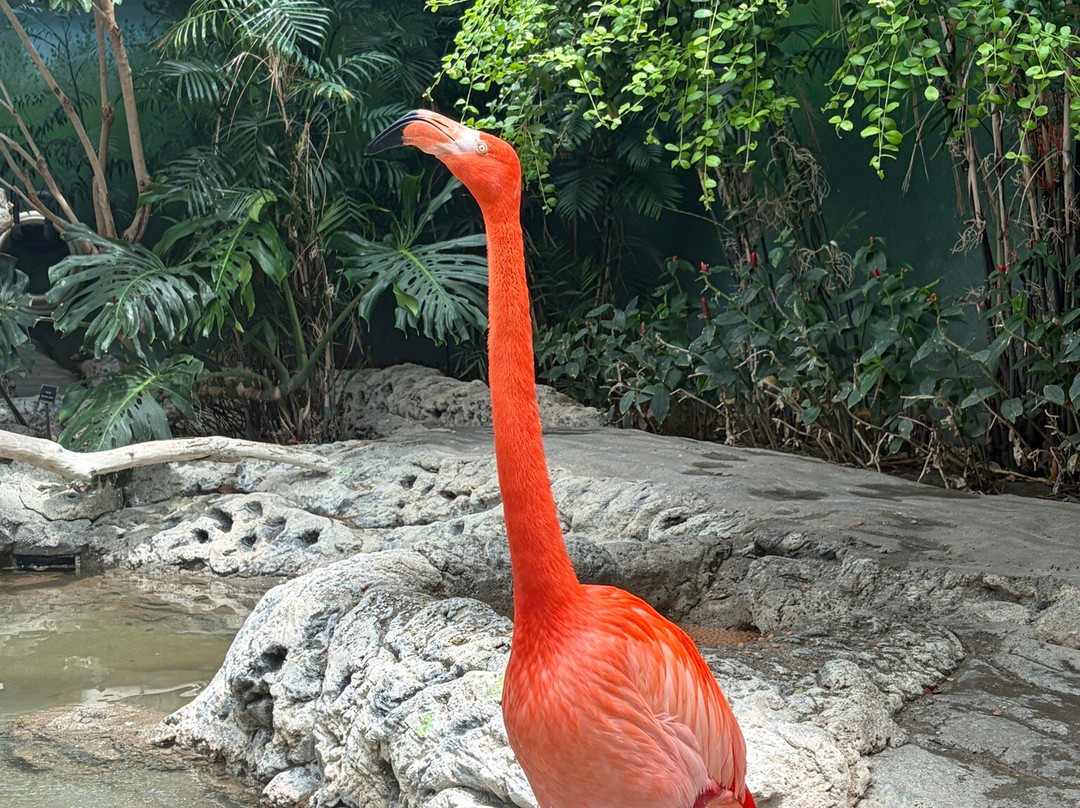 Texas State Aquarium-科珀斯克里斯蒂市必去景点