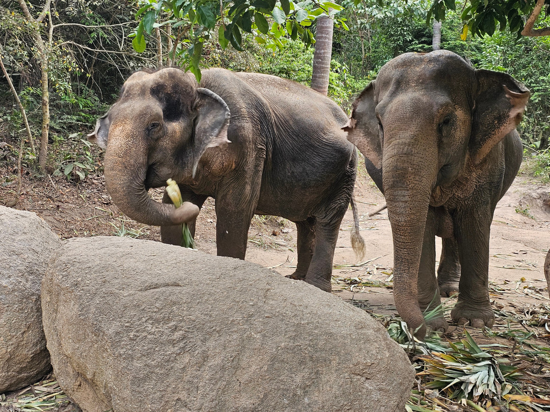 Samui Elephant Sanctuary-波普特必去景点