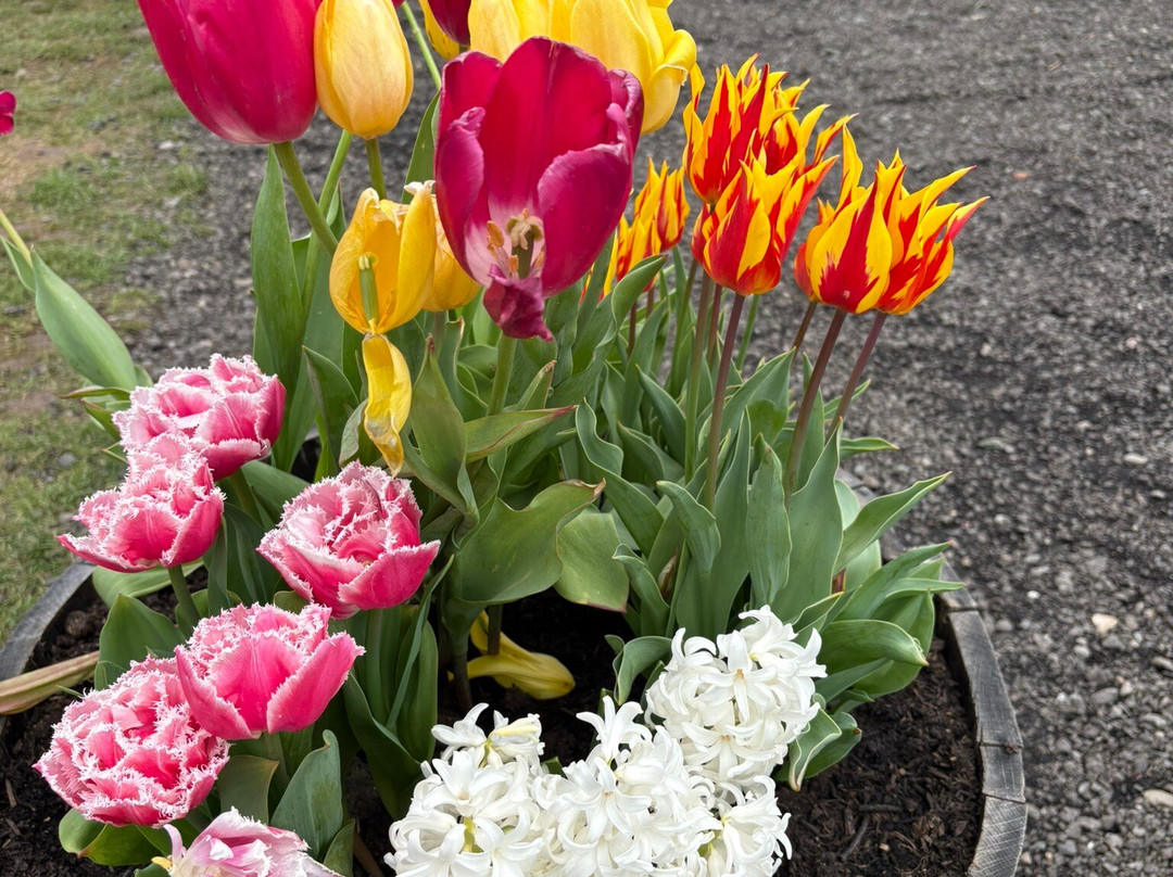 Tulleys Tulip Garden - Warwickshire-沃里克必去景点