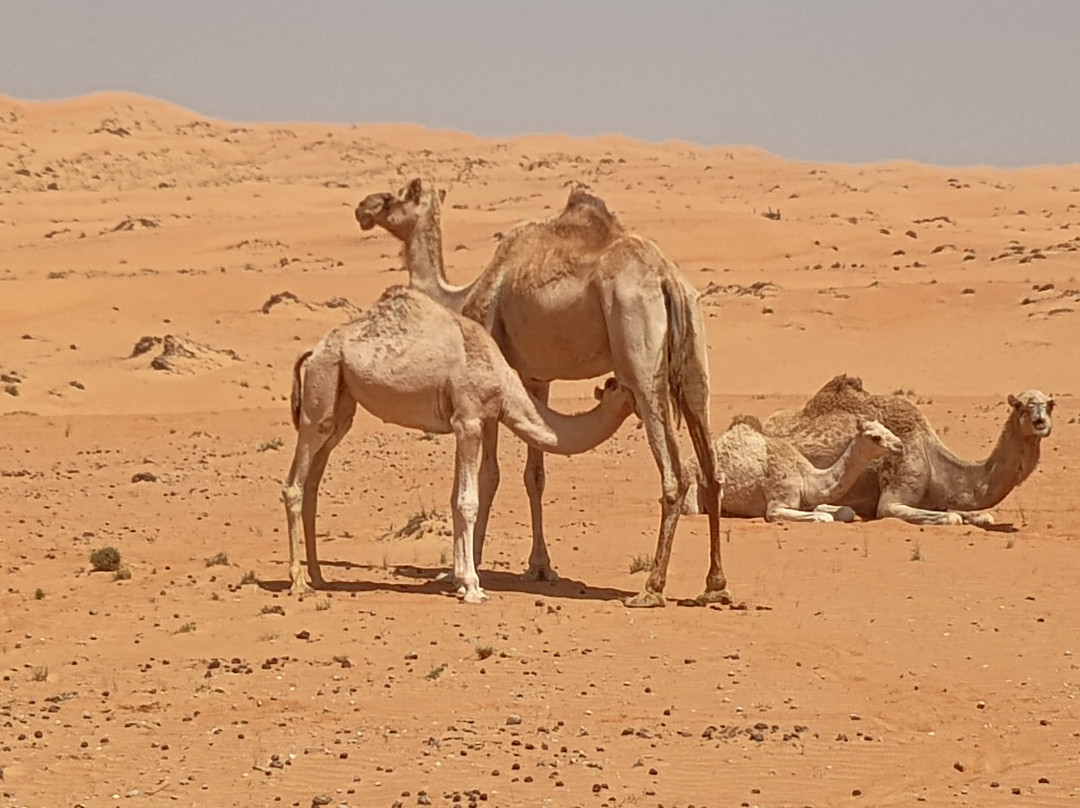 Desert Camels Adventure Tours-尼日瓦必去景点