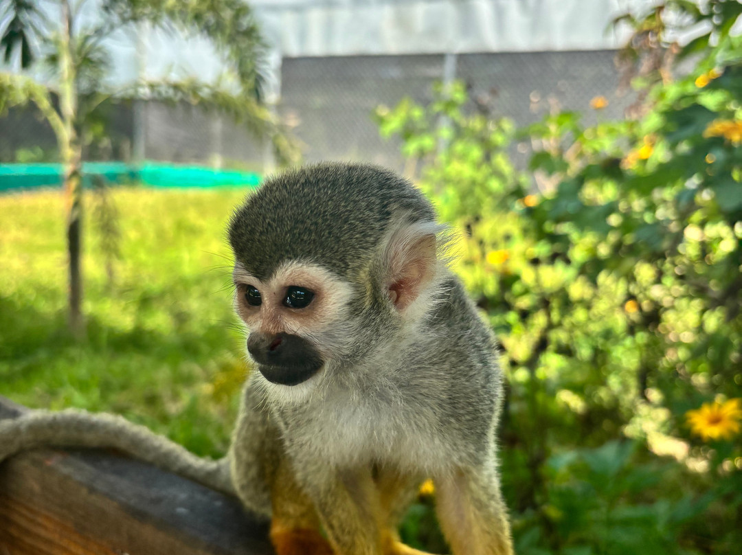 Monkey Home Puerto Plata-普拉塔港必去景点