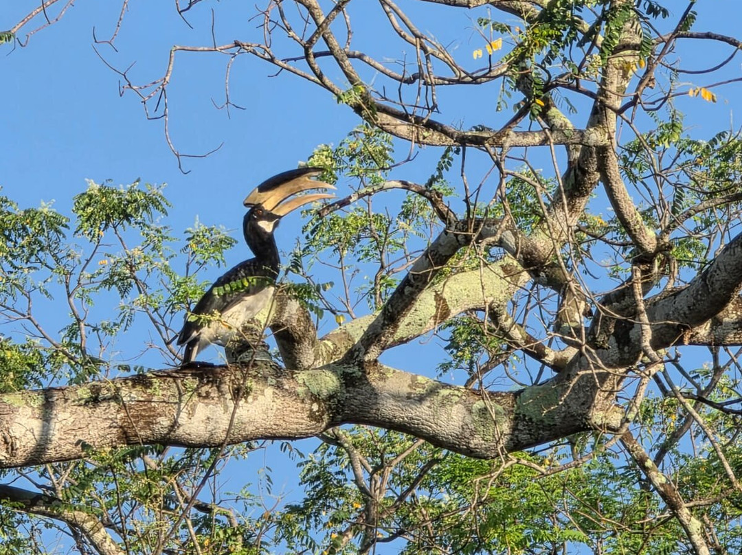 Didulanka yala safari-Thanamalwila必去景点