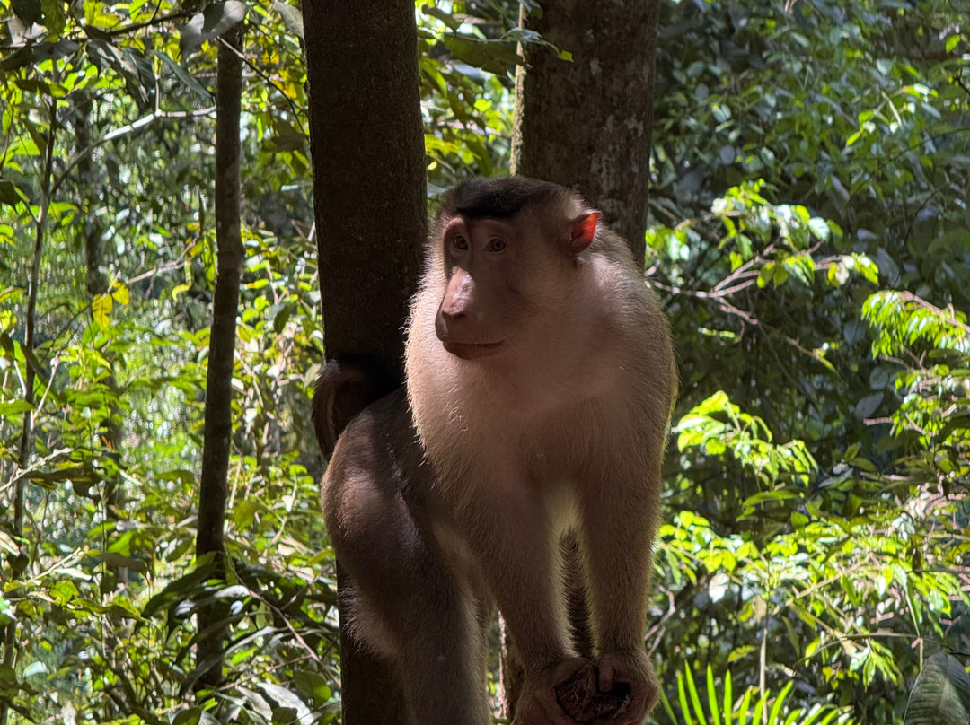 Trekking Orangutan Sumatra-武吉拉旺必去景点