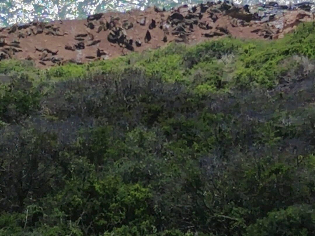 African Sightings Adventure Tours & Safaris-伊丽莎白港必去景点