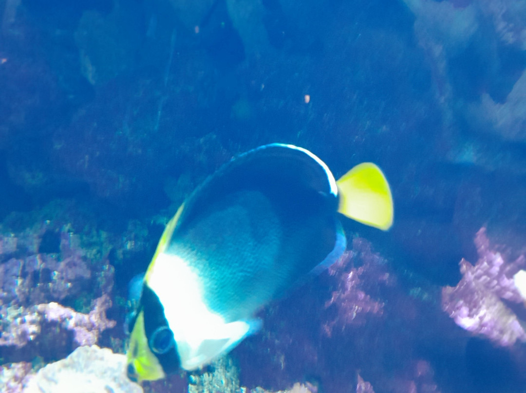 Aquarium de Lyon-La Mulatiere必去景点