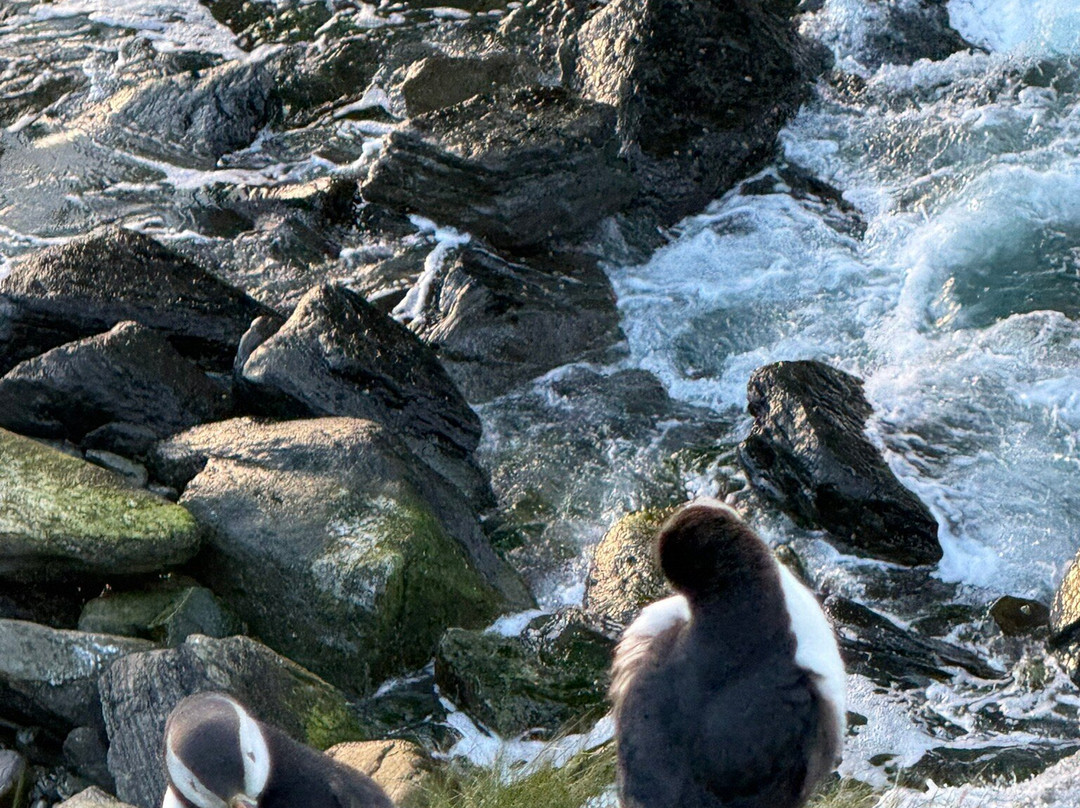 Castle O'Burrian and Bay of Tafts-Westray必去景点