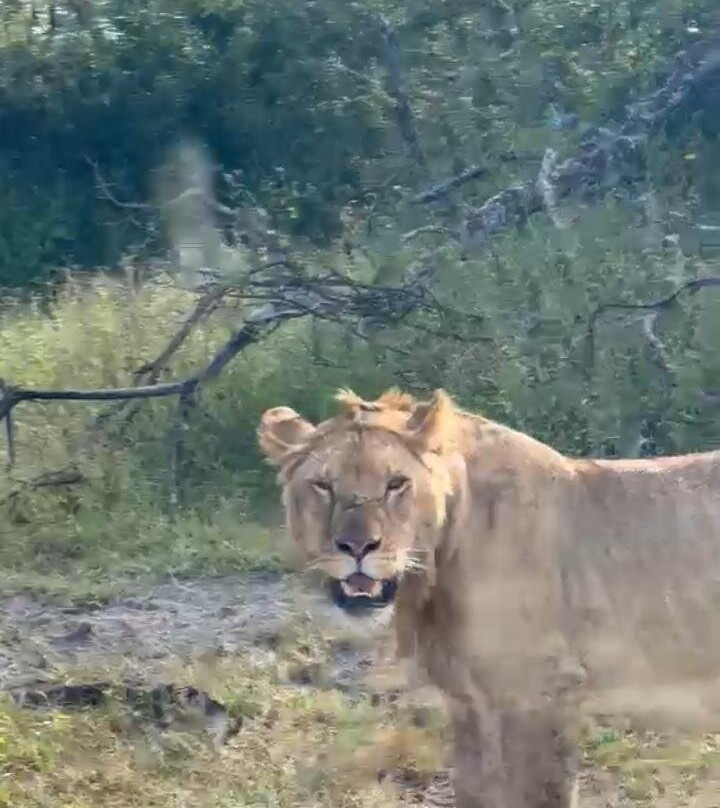 Northern Masailand Safaris-阿鲁沙必去景点