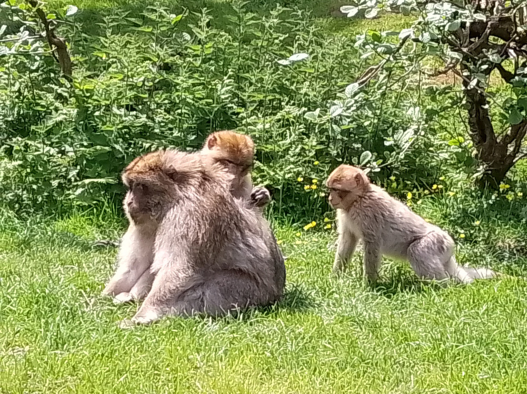 Trentham Monkey Forest-特伦特河畔斯托克必去景点