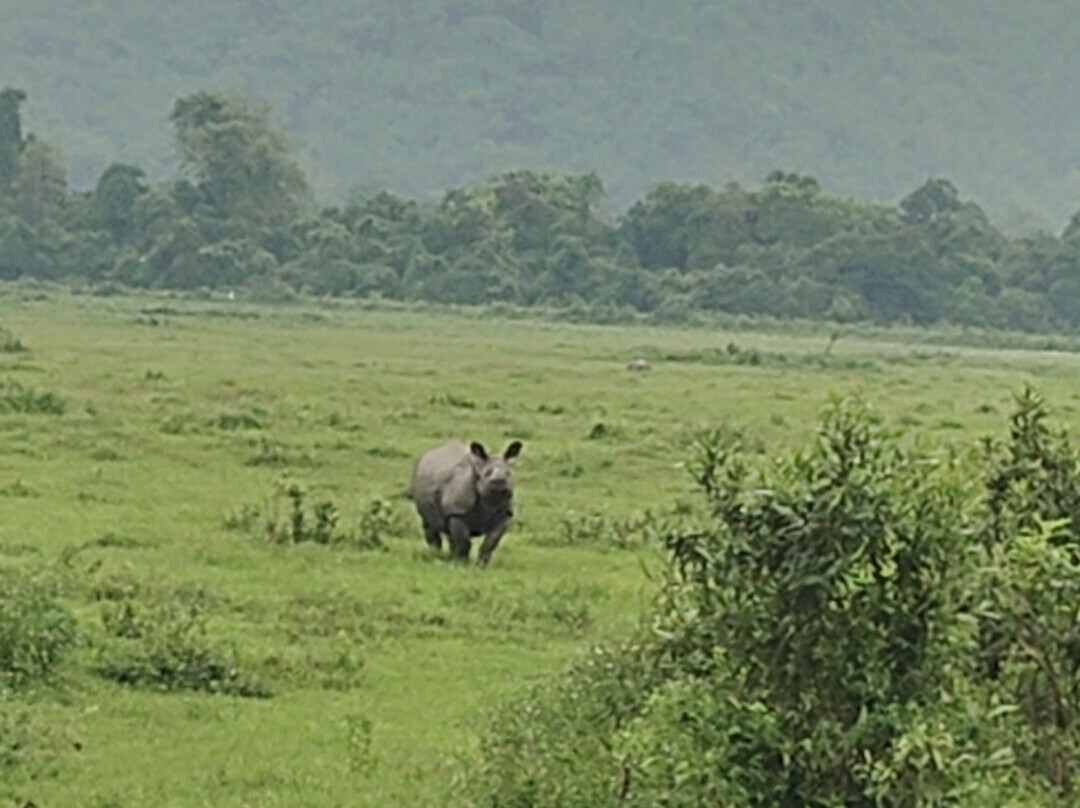 Firefly Kaziranga