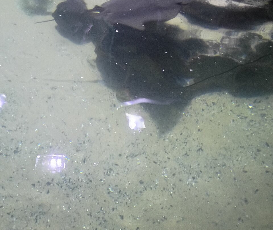 Greater Cleveland Aquarium-克利夫兰必去景点