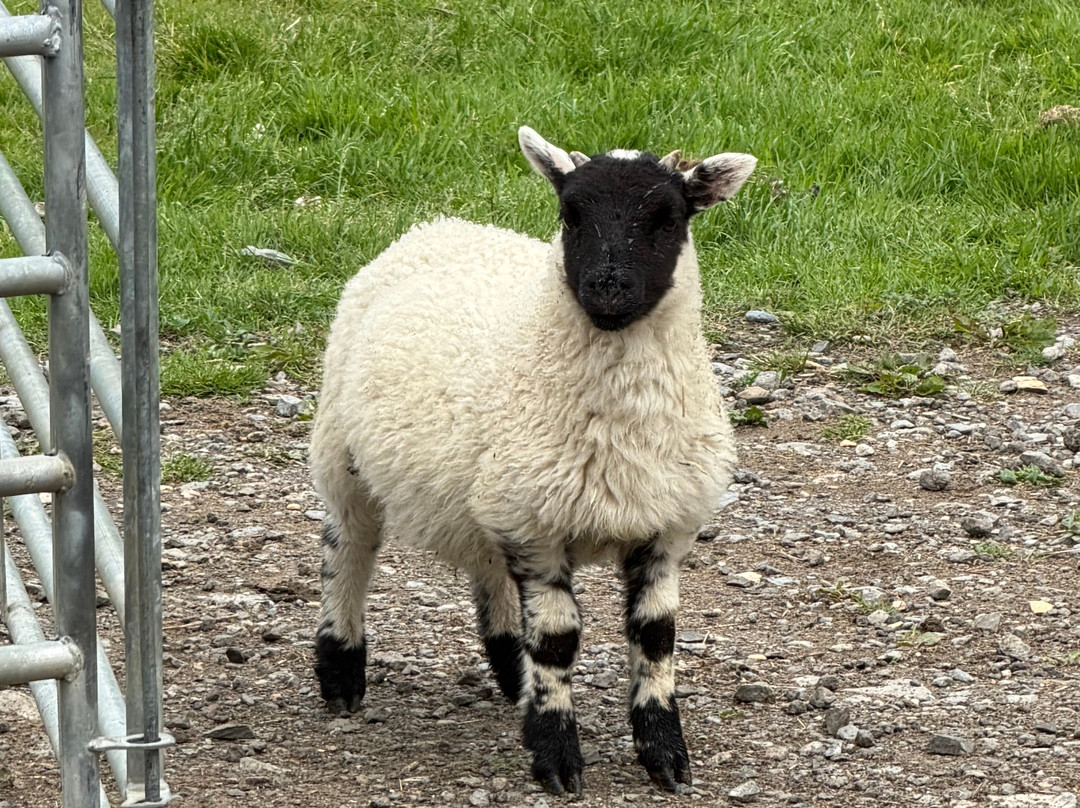 Sheep Smarts-Rathdrum必去景点