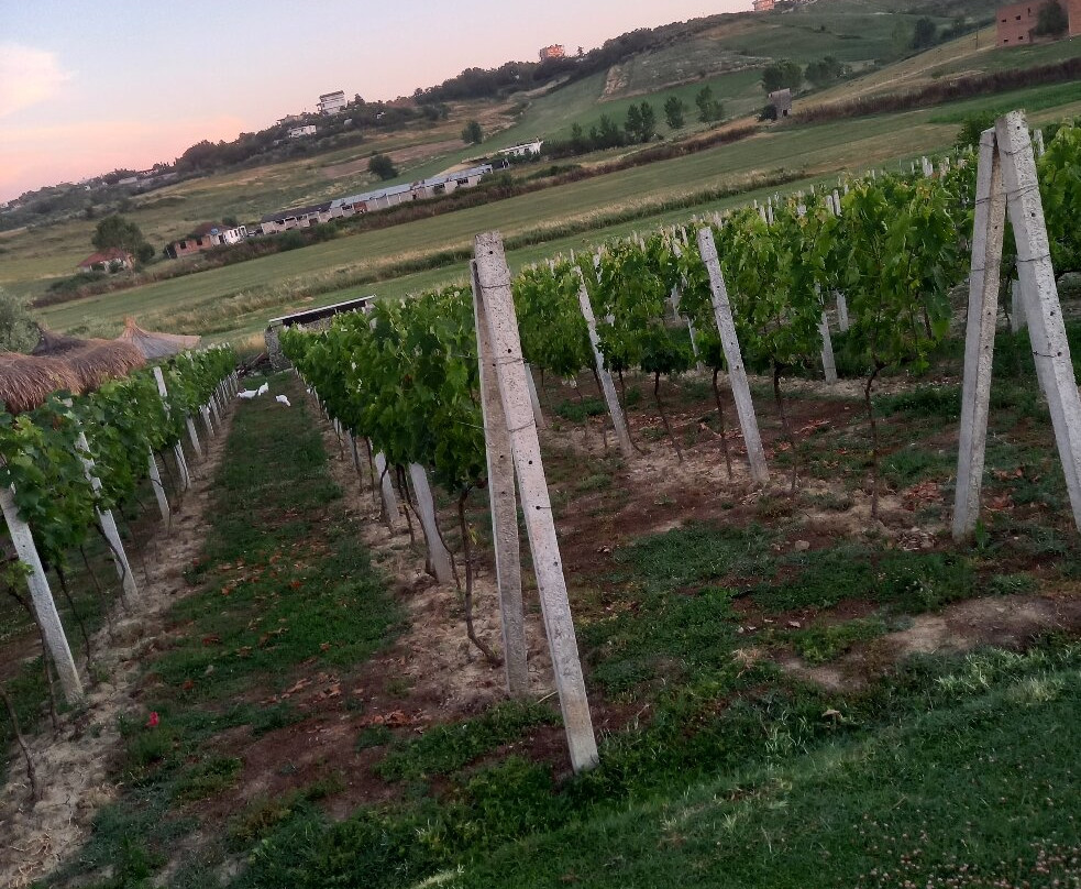 Abaia Winery & Vineyard-杜勒斯必去景点