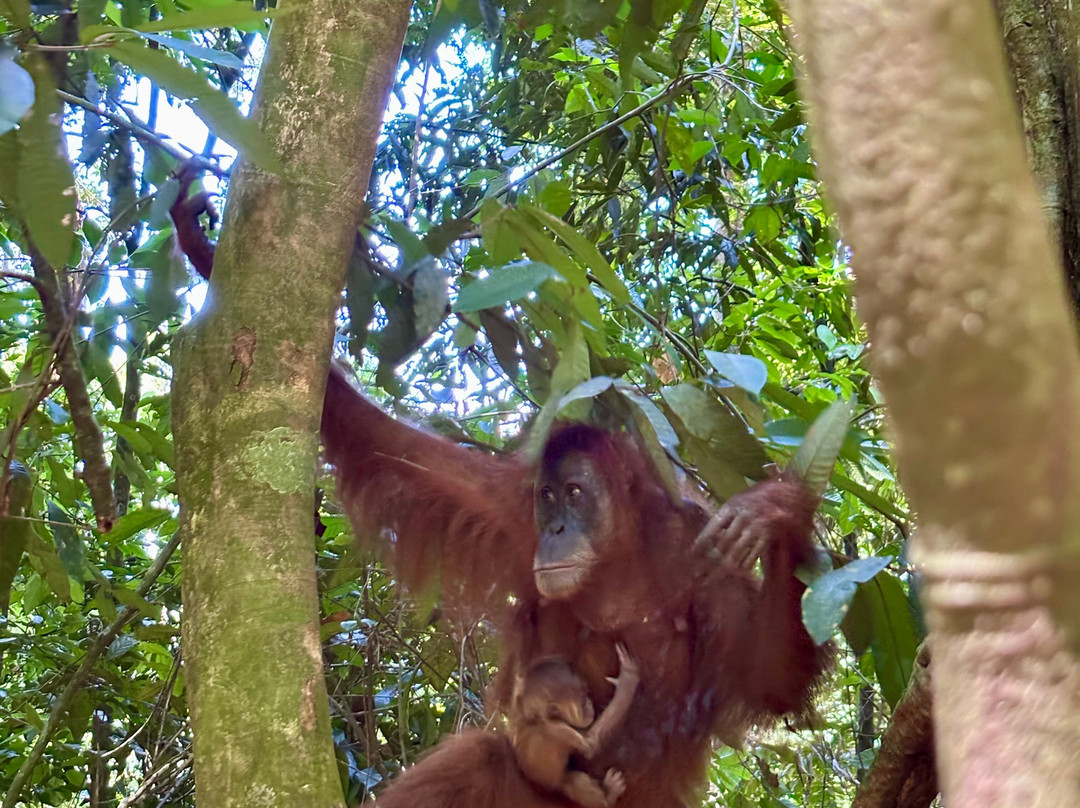 Bukit Lawang Adventure-武吉拉旺必去景点